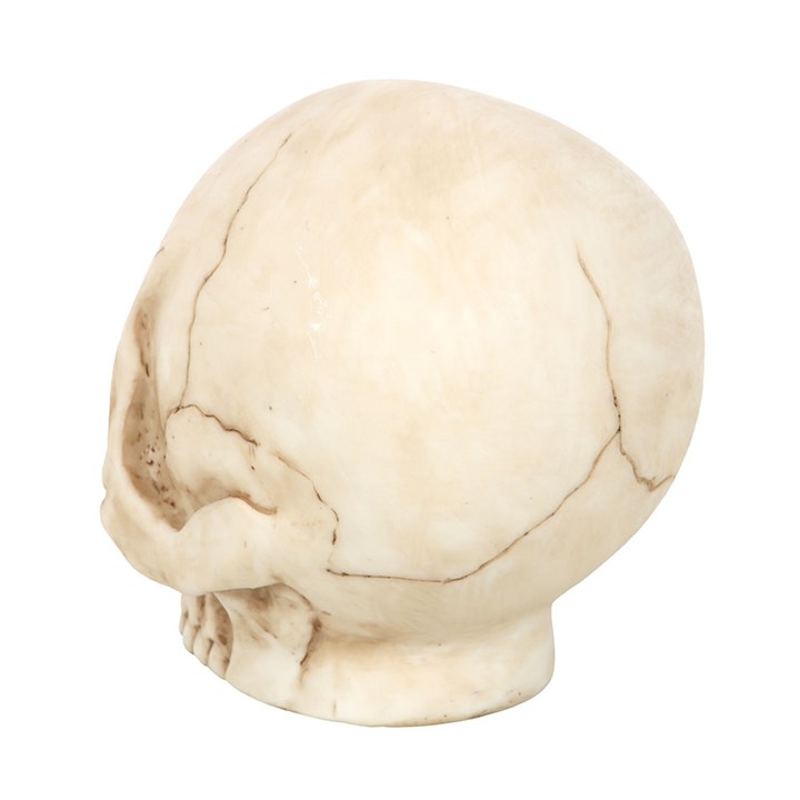 Skull Ornament with Snake N/A