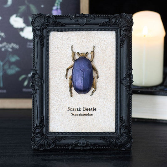 Scarab Beetle Framed Wall Art Print N/A