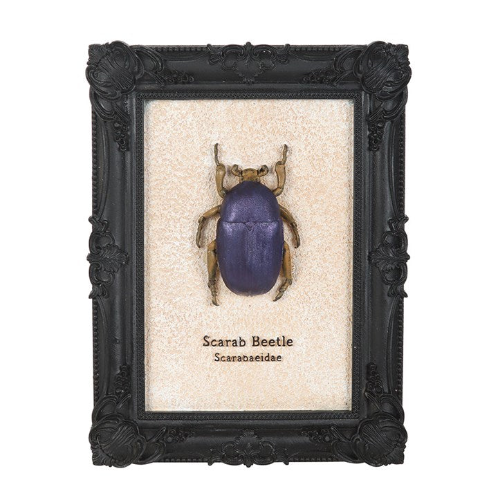Scarab Beetle Framed Wall Art Print N/A