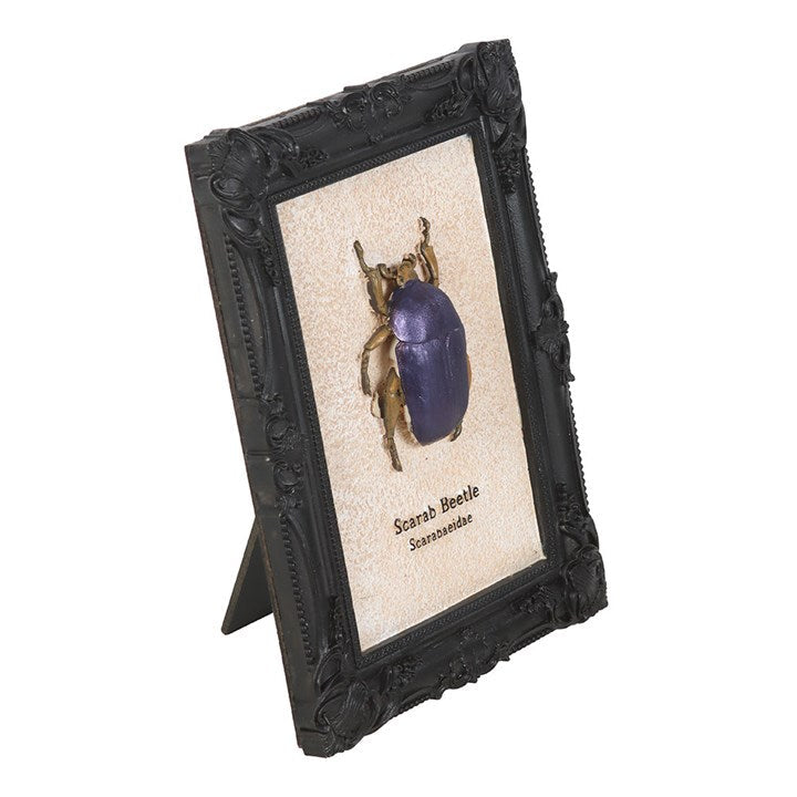 Scarab Beetle Framed Wall Art Print N/A